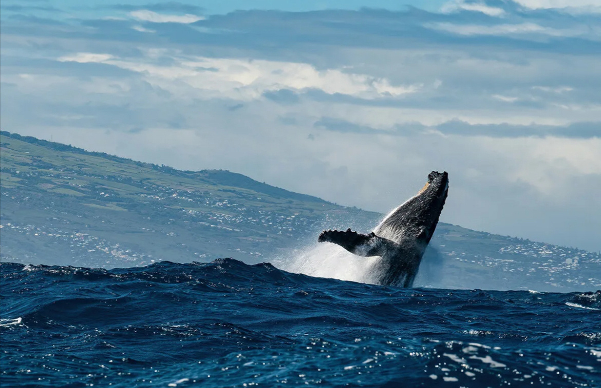 С мужем читаем вечером разные интересные факты про китов. Например, что ближайший родственник кита - бегемот. Я не знала об этом). А вы?