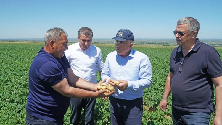    Дагестанский картофель ни в чем не уступает импортному