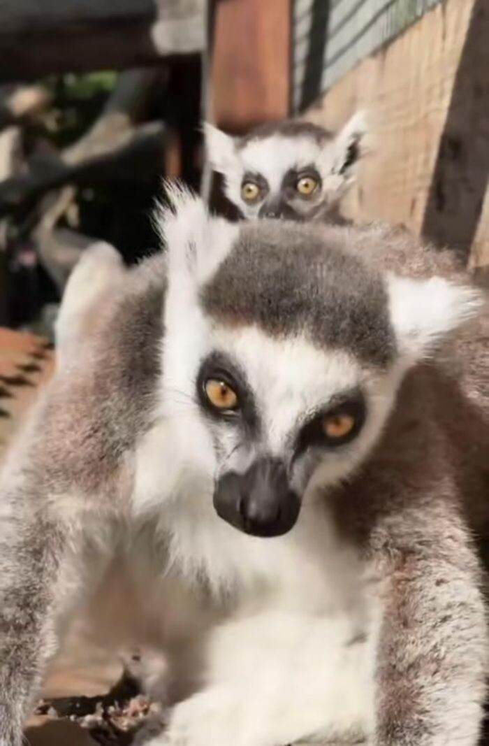 Источник фото: Лога парк