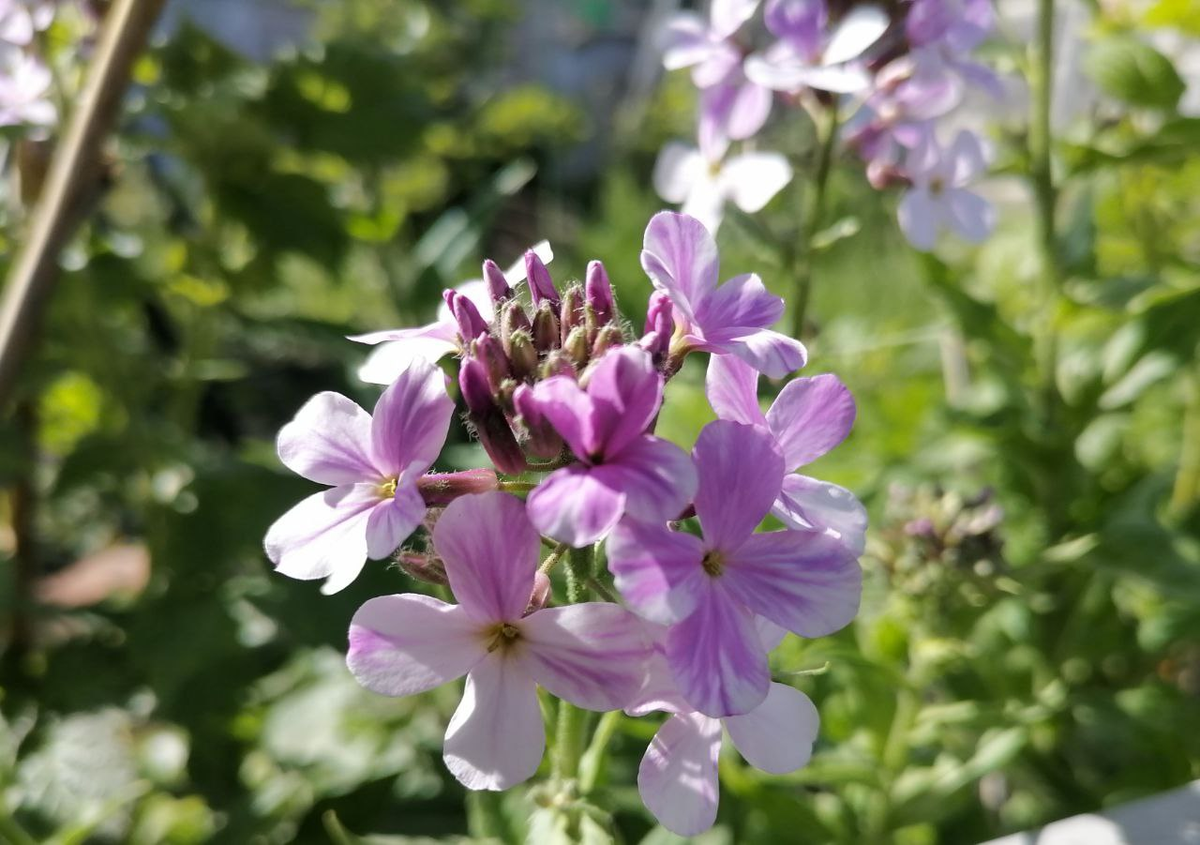 Цветок вечерницы матроны, фото автора