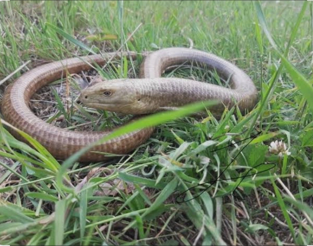 Символ хрупкости