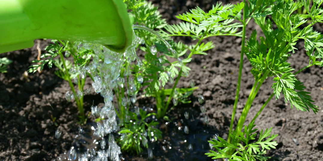 "Взошла морковь": три обязательные процедуры, которые помогут нарастить ботву и рвануть в рост