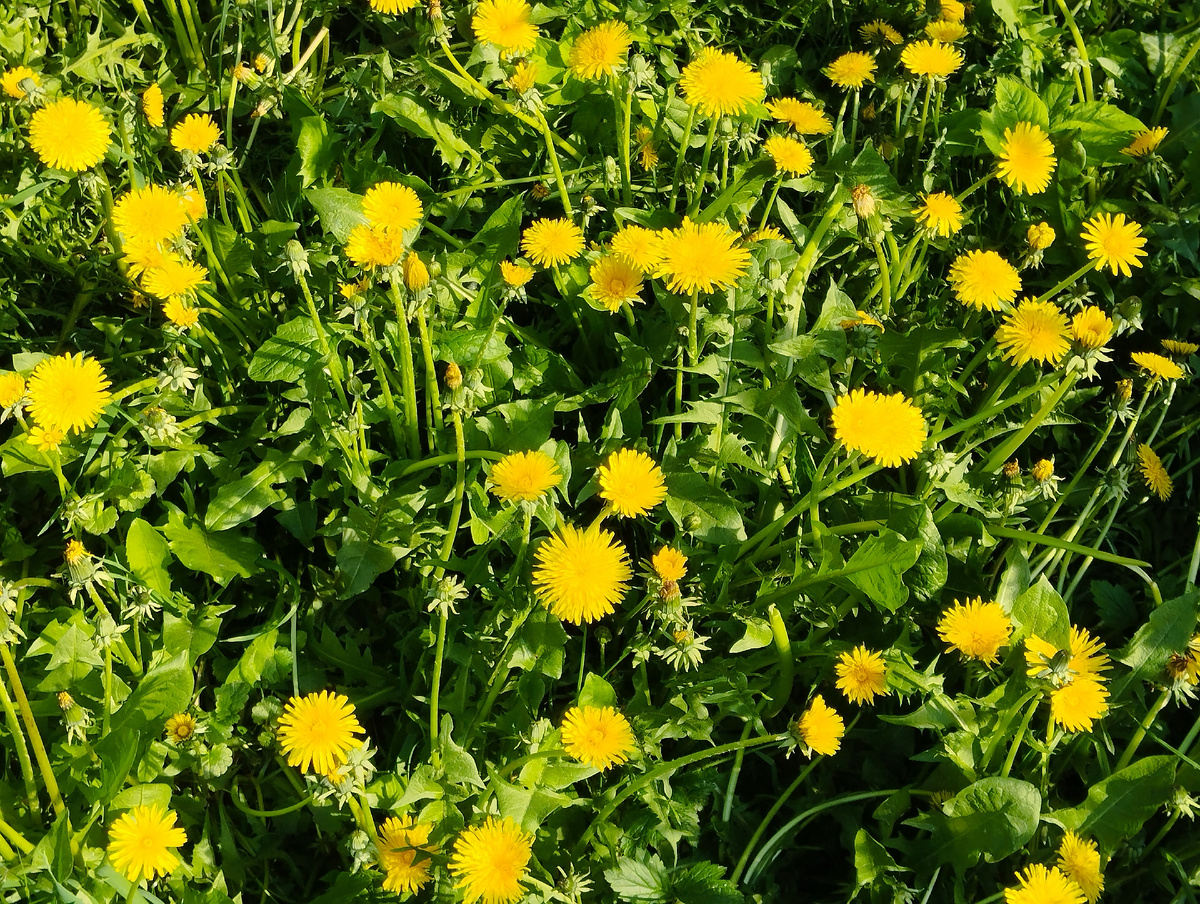 Просто одуванчики. Как символ ясного солнечного весеннего дня. ЗДЕСЬ и далее фото автора и(или) из личного архива автора, если не указано иначе.