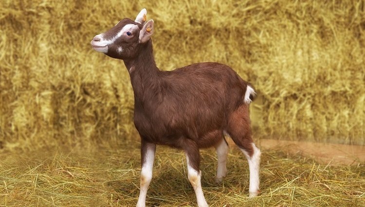    Органическую козлятину начала реализовывать «АгриВолга»