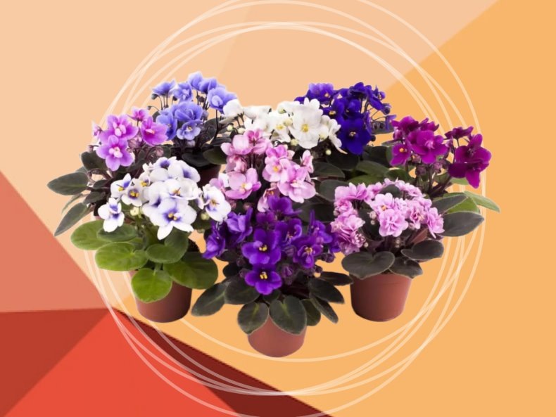 Вот эти самые фиалки не хотят со мной дружить