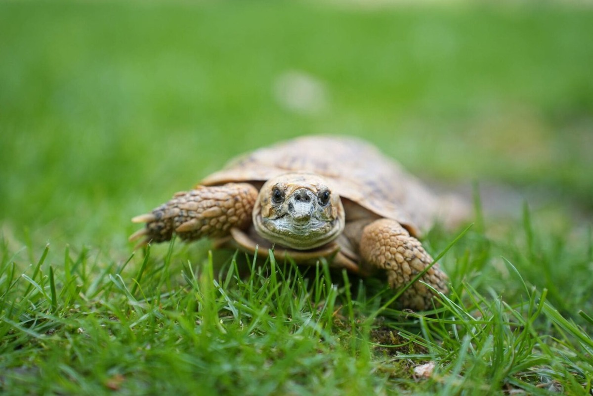   Фото: архив пресс-службы Московского зоопарка