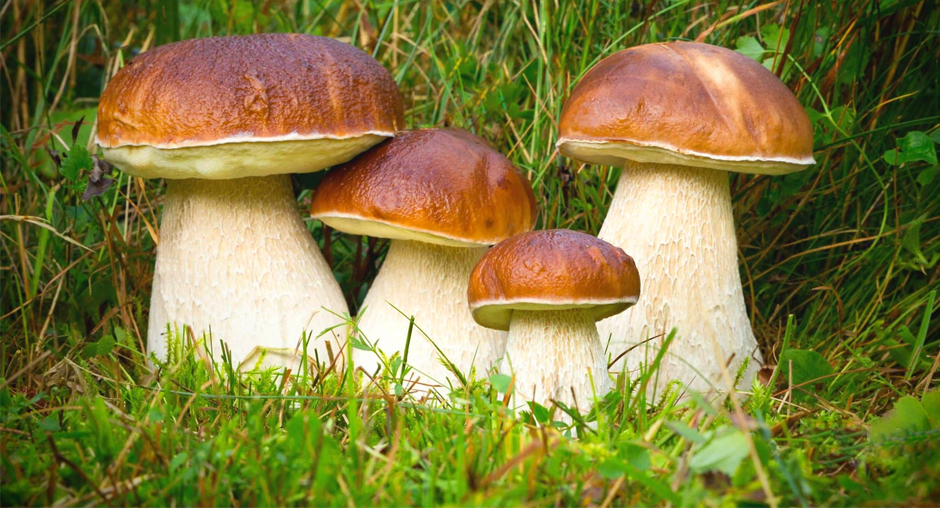 Опасность съедобных грибов: когда дары леса становятся угрозой здоровью – ЦОК АПК