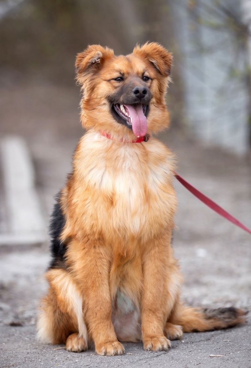 Факт: 9 из 10 волонтёров говорят — «Это самая воспитанная собака приюта!».