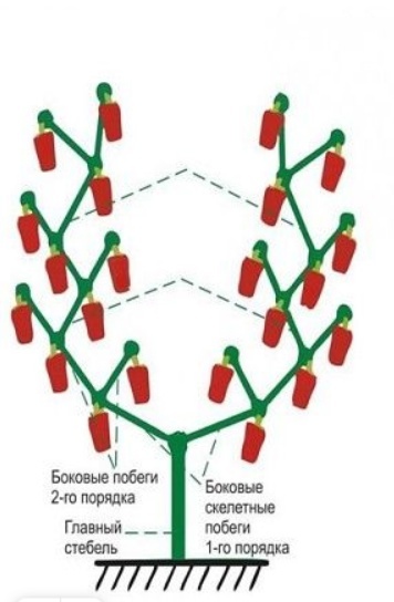 Метод №1 Формирование перца