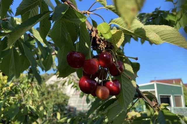   Фото из архива Калининград.Ru