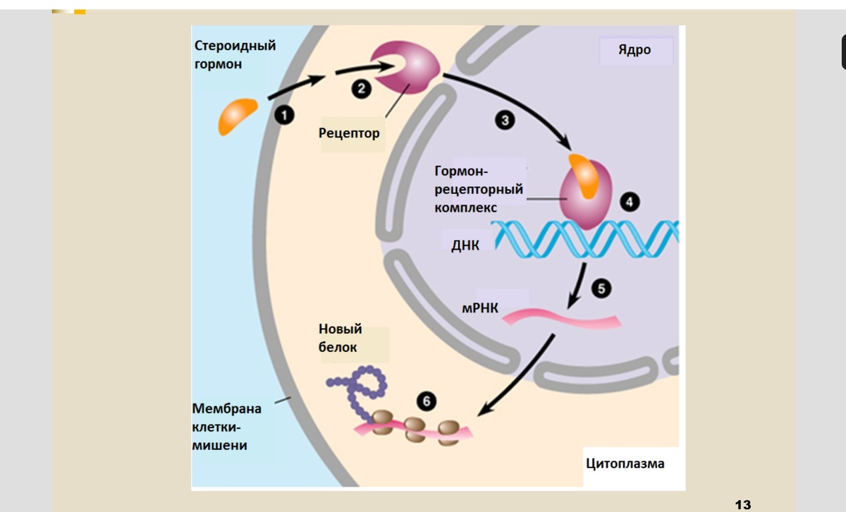 Слайд презентации «Гормоны» https://ppt-online.org/1465687