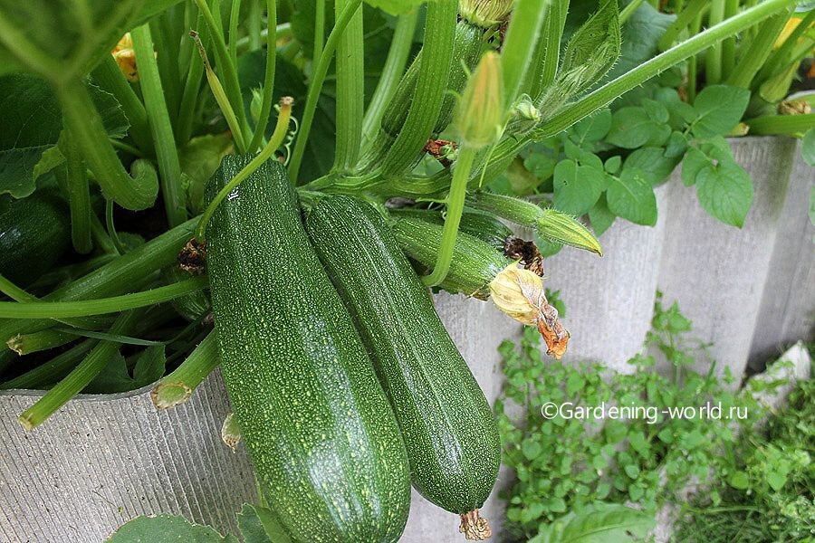 Кабачки. Фото автора.