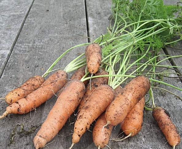 Что нельзя сажать в конце мая: 8 культур, которые уже опоздали
