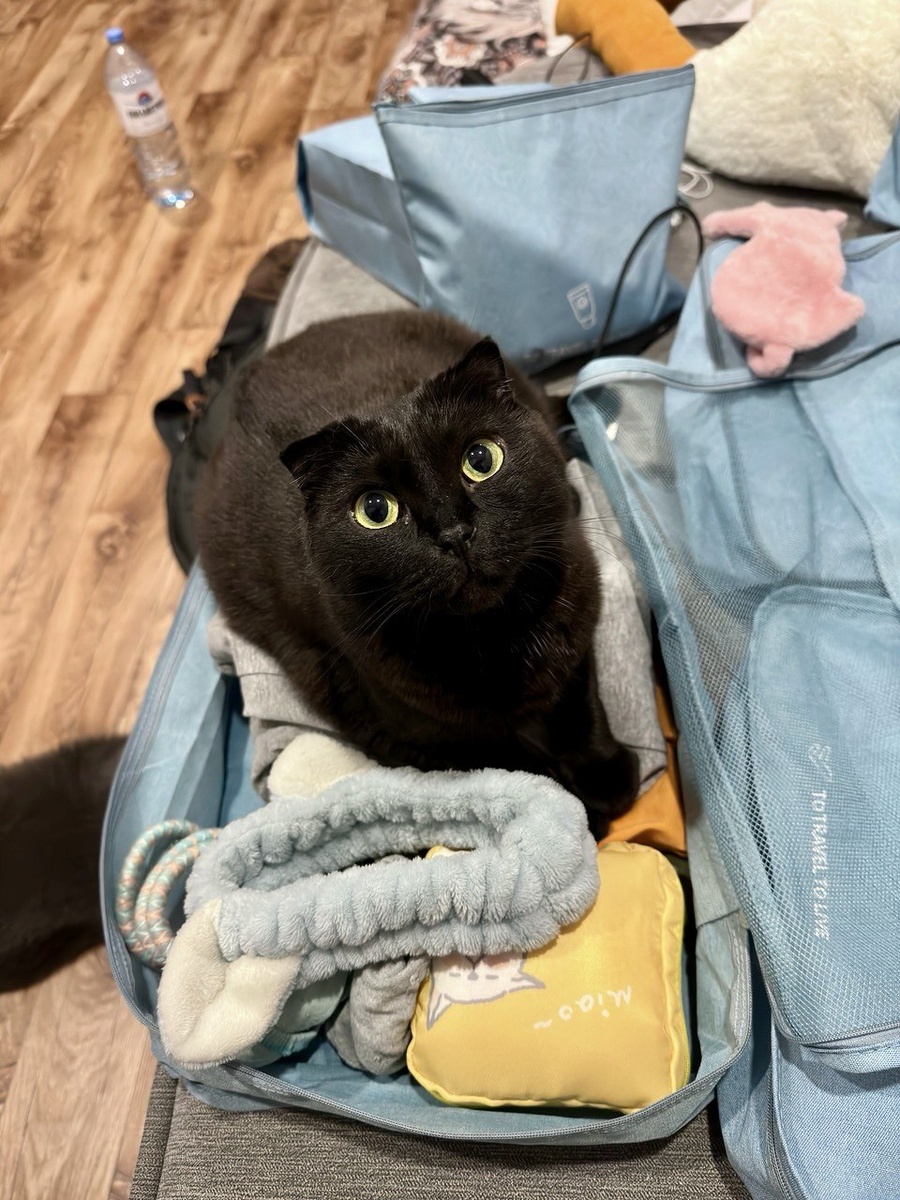 Фото автора. Моя путешественница — Кики :3