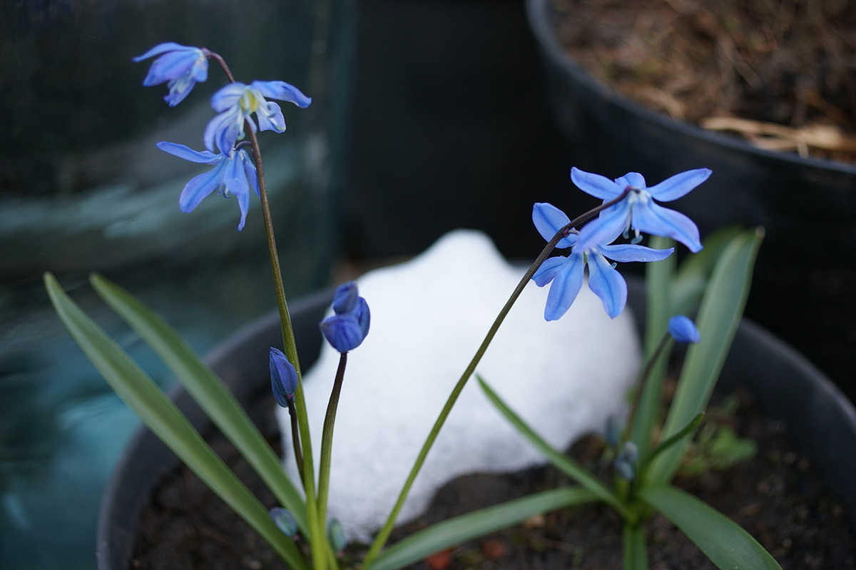 Пролески в горшках уже завязали семена. Как созреют, посею их в цветники, чтобы получились синие полянки. 