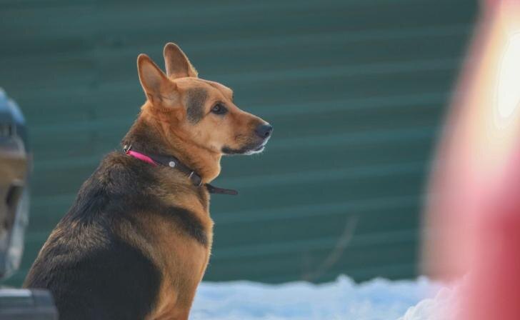    фото Курские известия