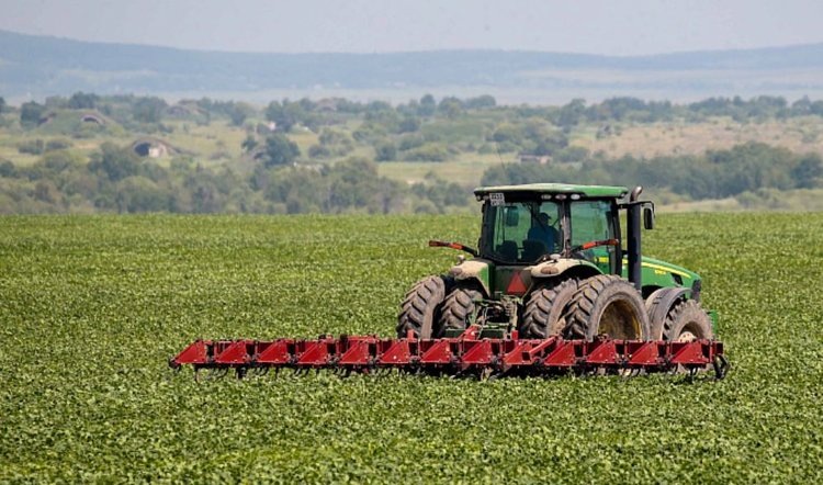    Больше риса и овощей стали производить аграрии Приморья