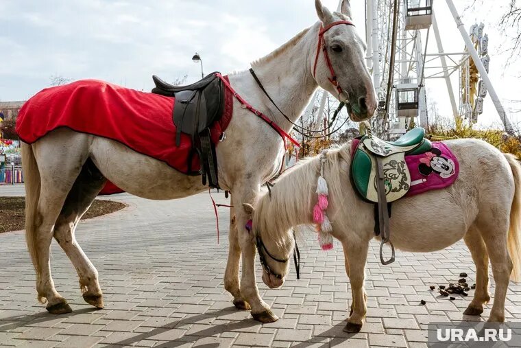 Животные смогут появляться только в отведенных местах и в определенные дни. Фото: Денис Моргунов © URA.RU
