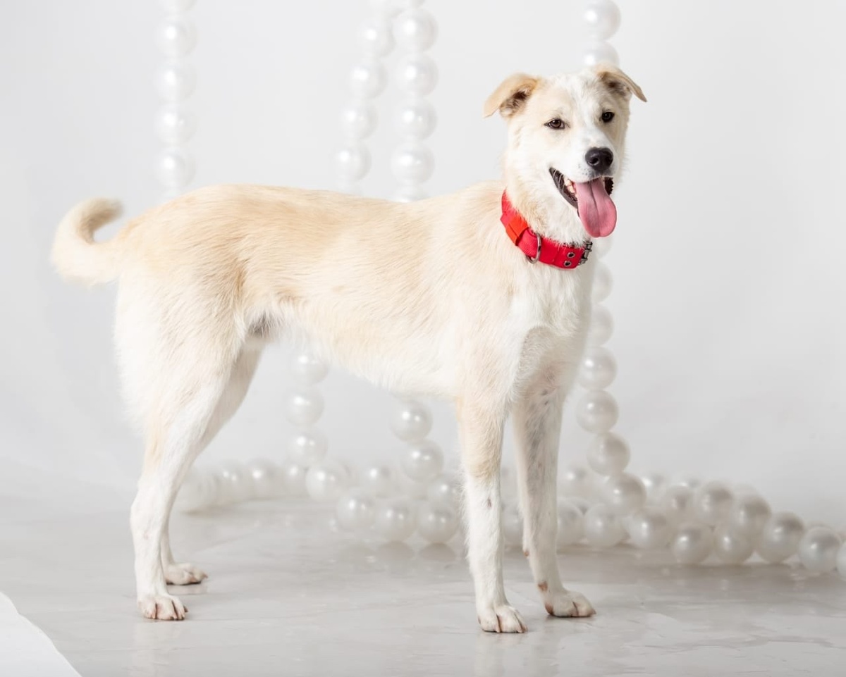 Он не просто хороший - он идеальный!