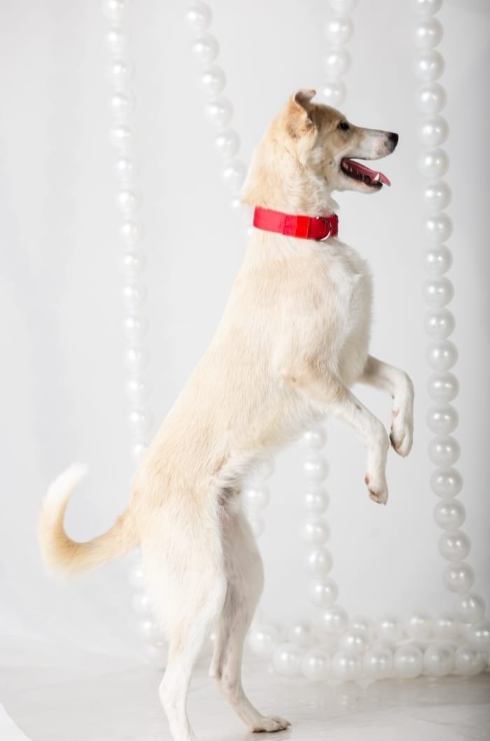 Все влюбляются в него за 5 минут!