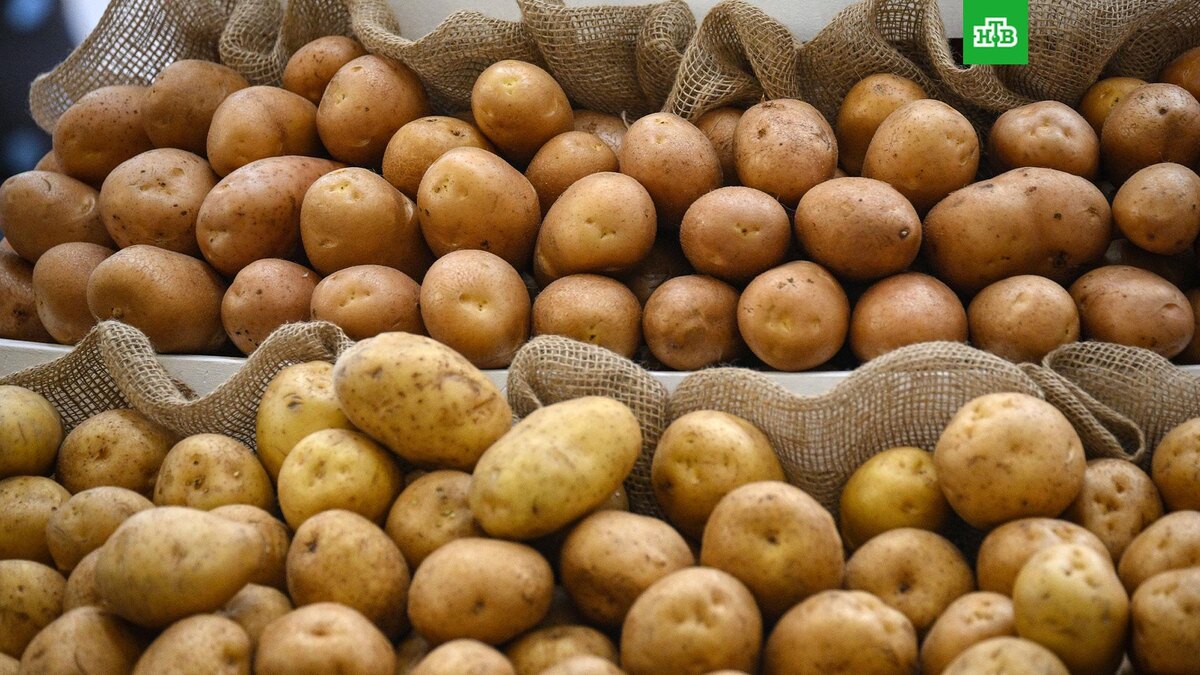    Фото: РИА Новости © 2025, Владимир Астапкович