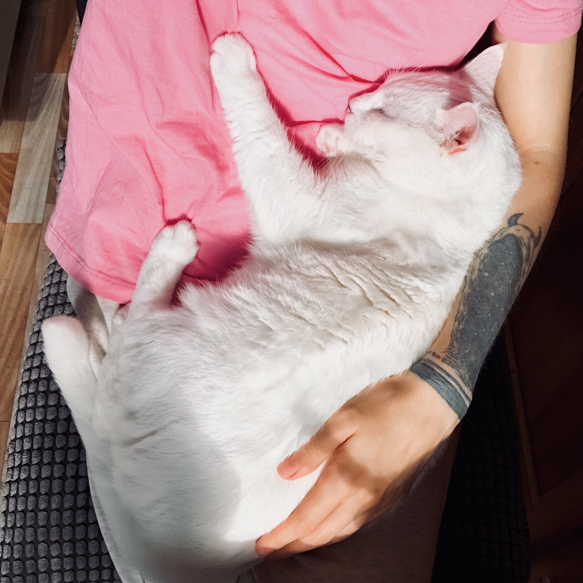 Даже котики более самостоятельные, чем некоторые люди