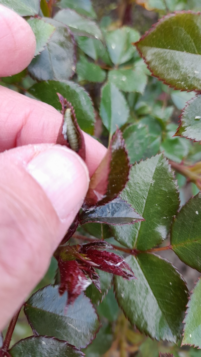 Гусеница листовертки. Фото автора 