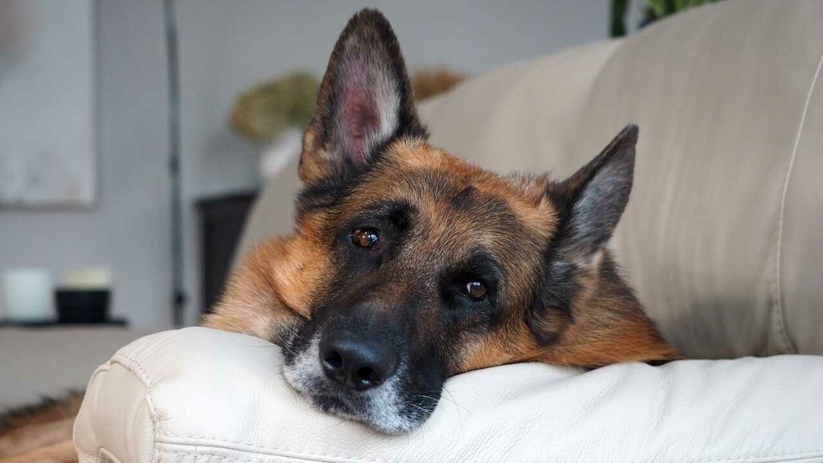 почти Валя))) источник Яндекс-картинки