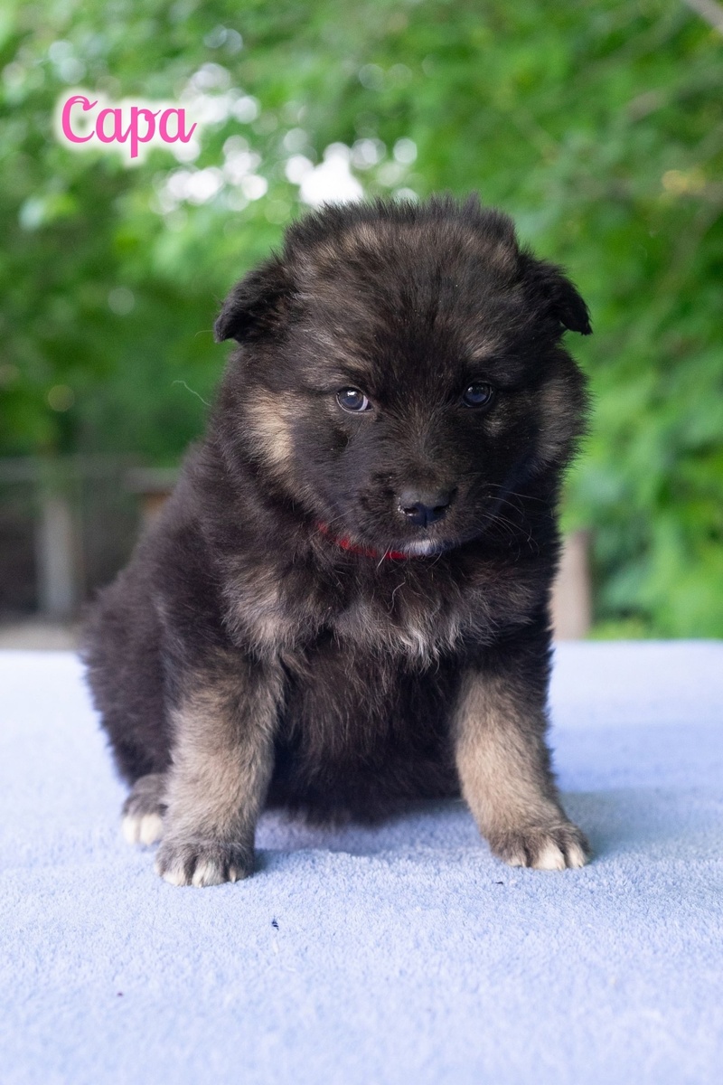 Сара - самая любопытная, исследует мир без страха.