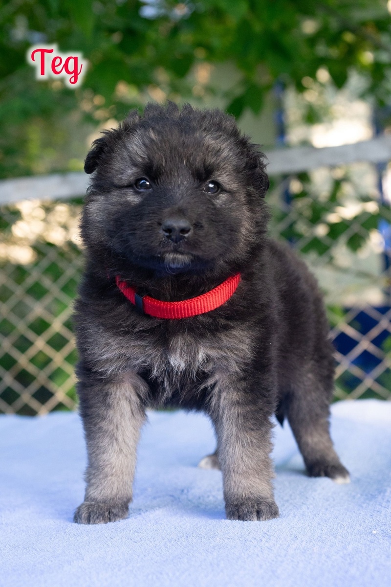 Тед - спокойный и рассудительный малыш.  