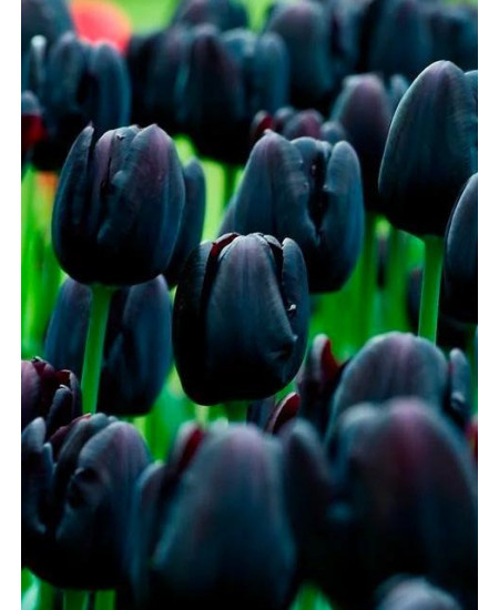 Черный кофе...