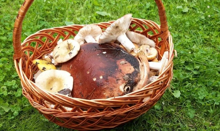    Какие съедобные грибы копят в себе радиоактивный цезий