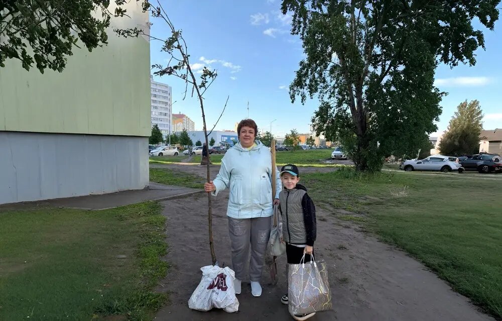    Молода рябина пострадала в ходе дорожно-ремонтных работ