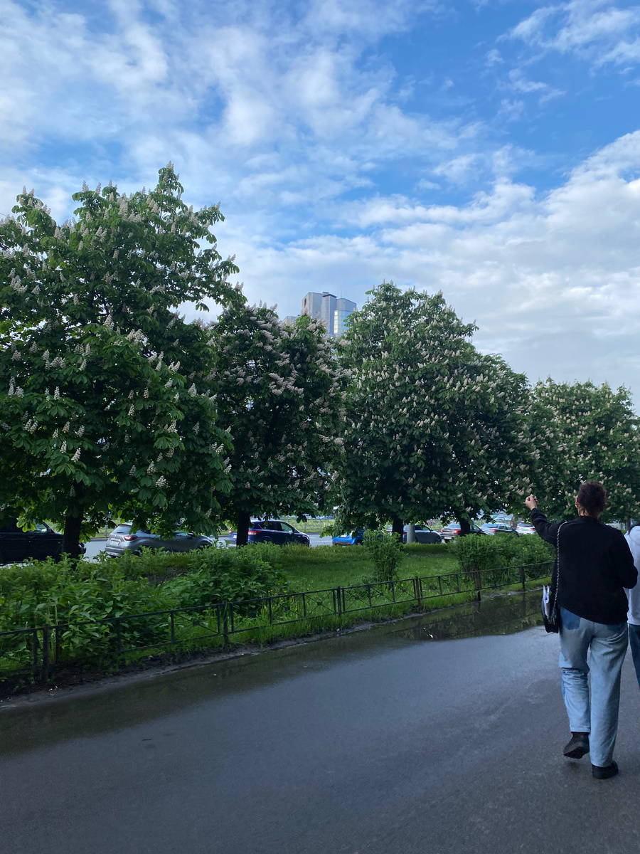 Целая аллея каштанов у дома 6 по проспекту Испытателей.