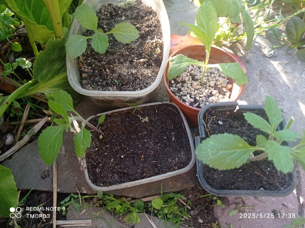 ну любование!