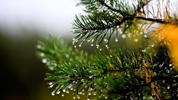    © Sputnik / Владимир Астапкович