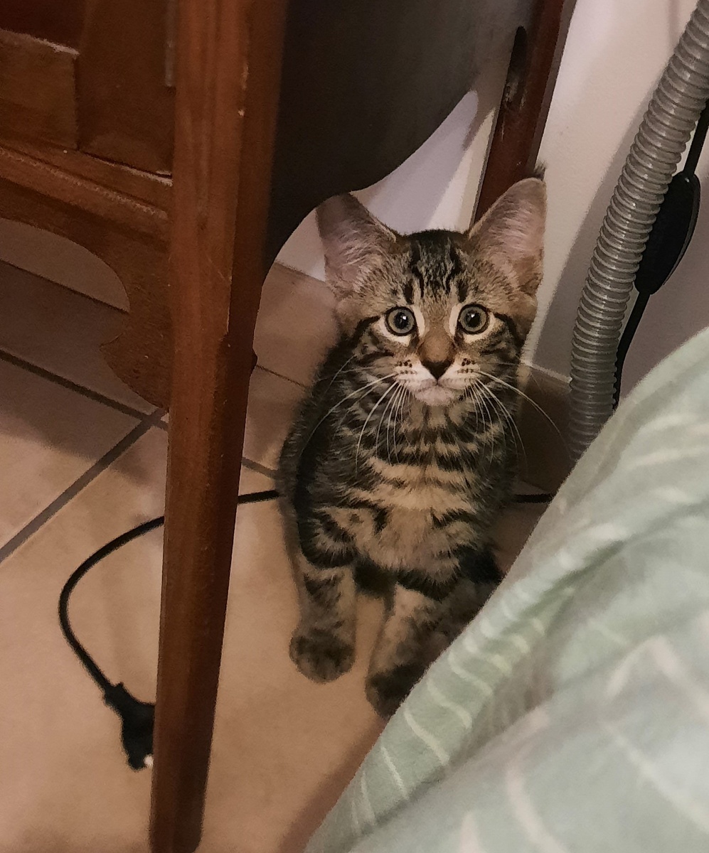 "Нельзя грызть шнур?..  А почему?"