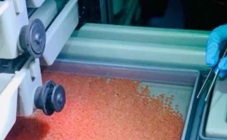    Здоровье икры форели из Польши проверили специалисты