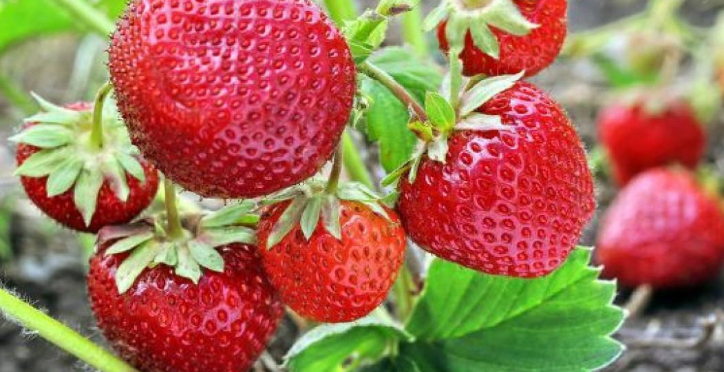 🔥 Чем СРОЧНО подкормить землянику в июне, чтобы ягоды были сладкими, а кусты — здоровыми? 🍓