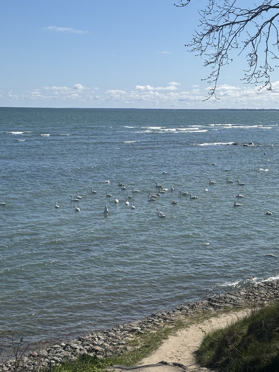 Заостровье, пляж рядом с ул. Пограничная и смотровой площадкой на море. Здесь любят отдыхать пернатые туристы - лебеди.