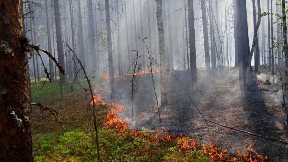     Источник: Минприроды Пермского края