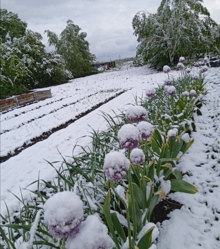 Под Новосибирском на 27.05.2035