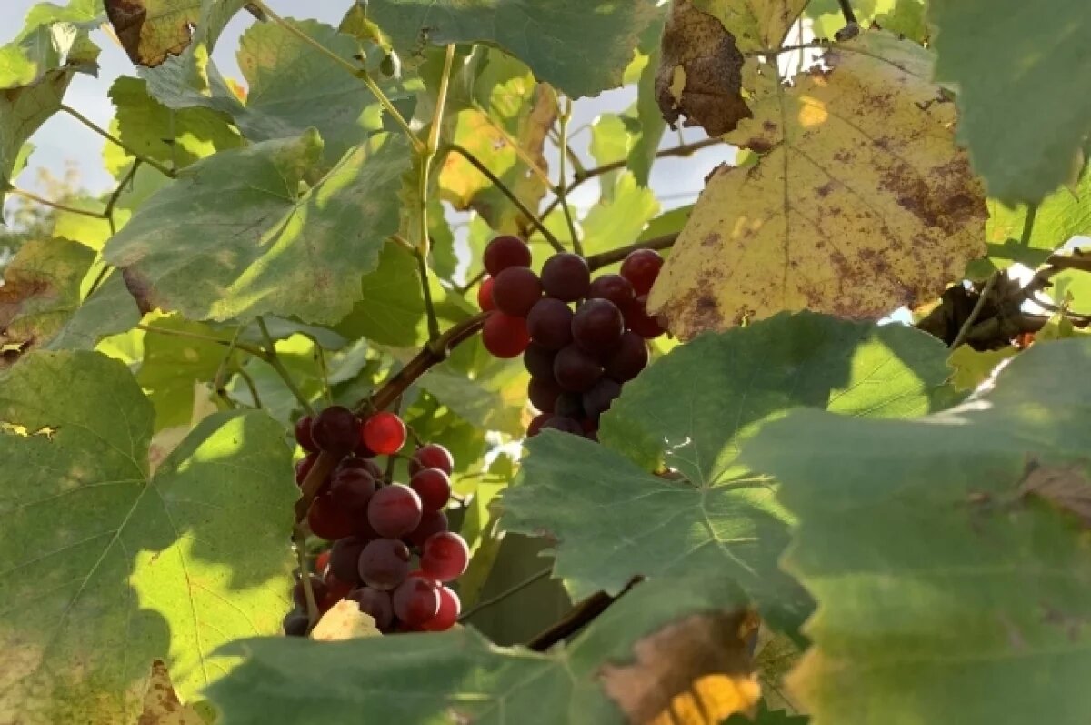    Дагестан лидирует по площадям виноградников в СКФО