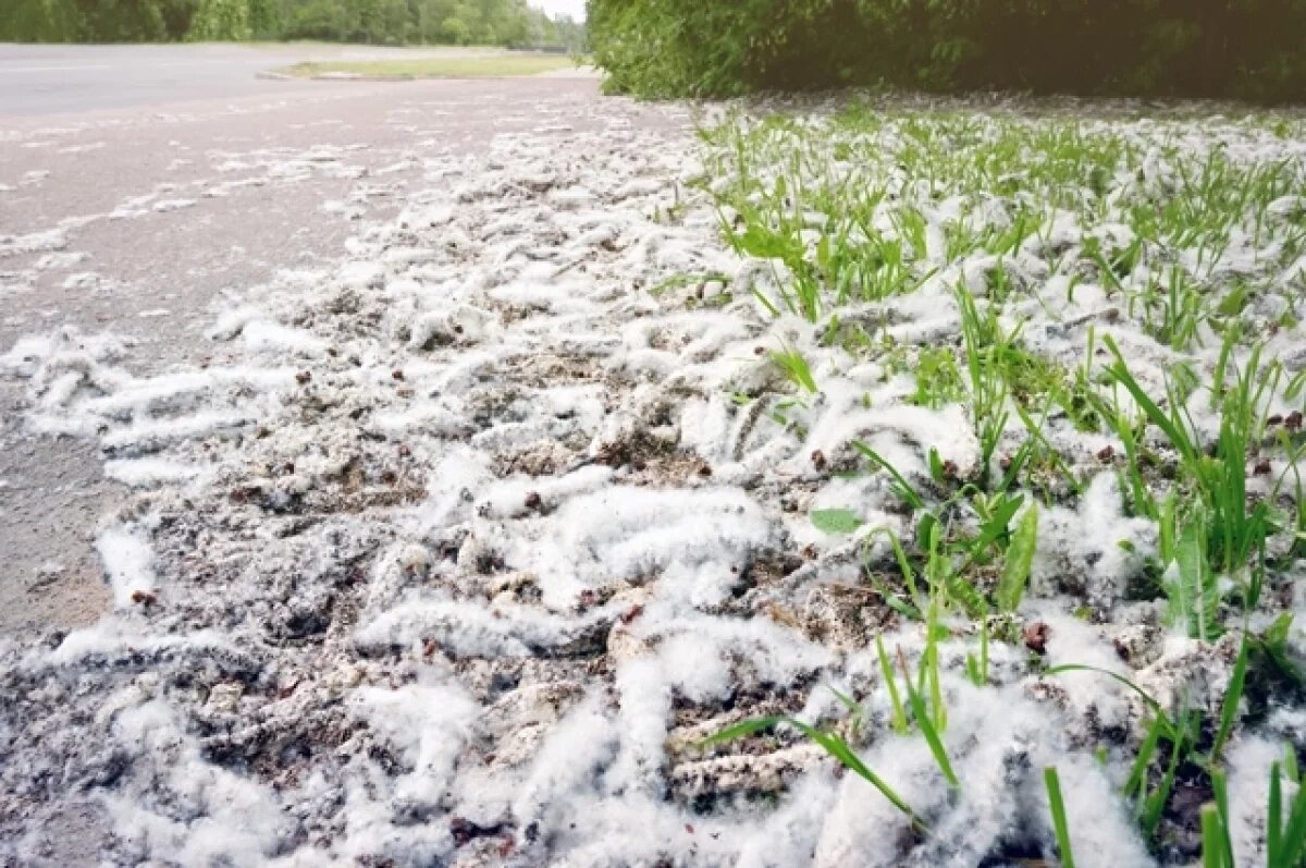    Врач Логина рассказала, чем может быть опасен тополиный пух