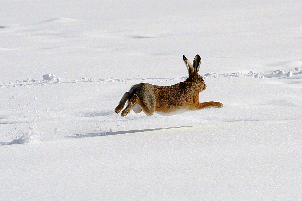 Яндекс Картинки.