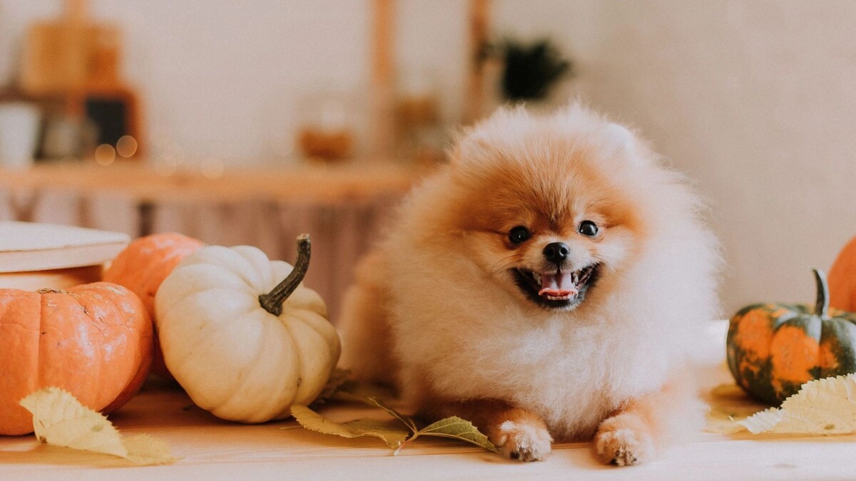    Фото: Kristina Igumnova26/Shutterstock/Fotodom