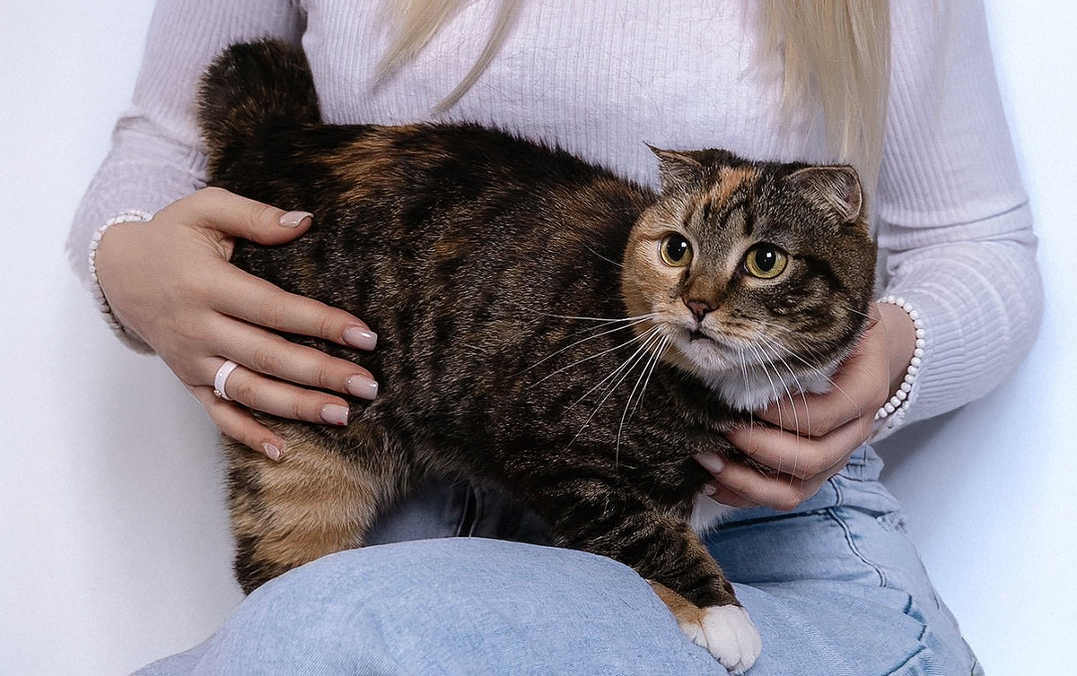 Эти 4 типа людей кошка считает своими. Остальные — просто персонал / Изображение: AlphaPet