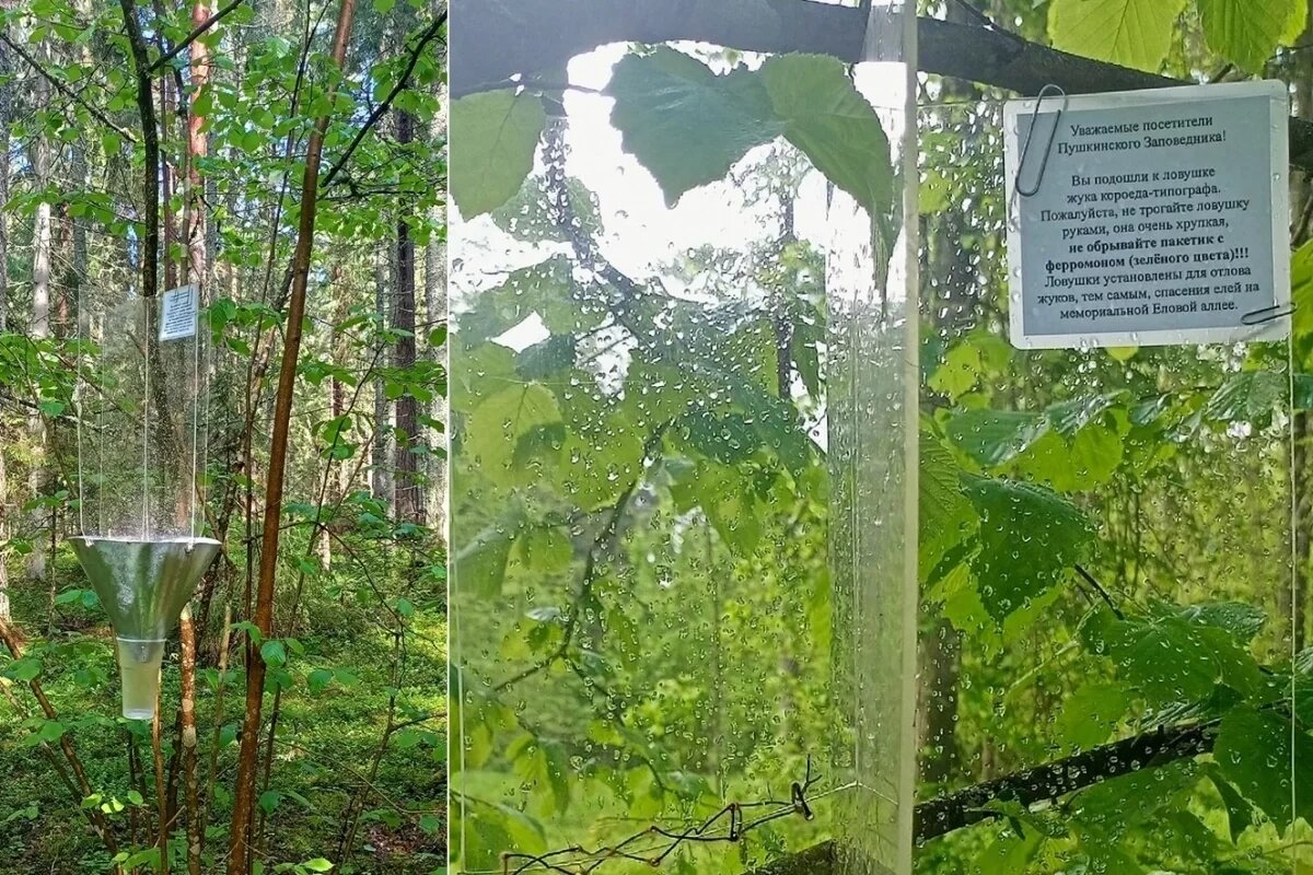    В Пушкинском заповеднике появились феромонные ловушки для короеда-типографа