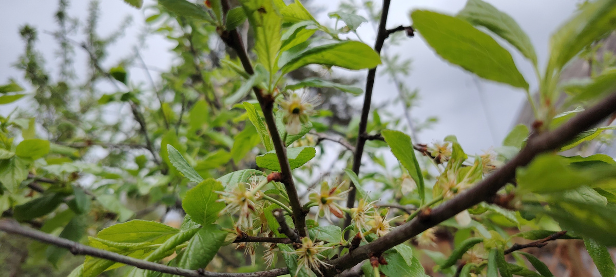 Сливы завязались