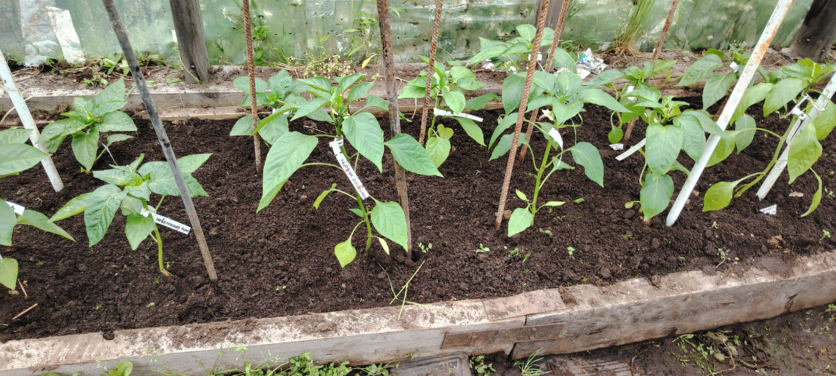 Высадила перцы 24 мая